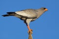 Goshawk, South Africa