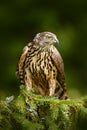 Goshawk on the tree. Hawk from Czech Reublic. Wildlife scene from nature. Bird behaviour. Bird of prey Goshawk kill green woodpeck Royalty Free Stock Photo