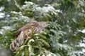 Goshawk in winter forest. Northern Goshawk landing on spruce tree during winter with snow. Wildlife scene from winter nature. Bird