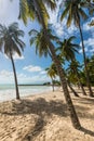 The Gosier in Guadeloupe - Paradise beach and palm tree Royalty Free Stock Photo