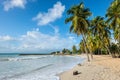 The Gosier in Guadeloupe - paradise tropical beach and palm tree Royalty Free Stock Photo