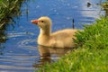 Gosling baby goose swimming in creek