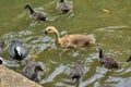 Gosling (canada goose)surrounded by coot chicks Royalty Free Stock Photo