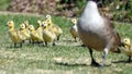 Gosling chicks with their mother Royalty Free Stock Photo