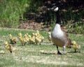 Gosling chicks with their mother Royalty Free Stock Photo