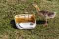 A gosling drinks water from a drinking bowl on a green lawn in the courtyard of a rural house