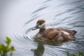 gosling of an Egyptian Goose, close up in the meadow naer the water Royalty Free Stock Photo