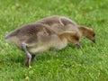 Gosling from Greylag Goose anser anser