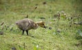 Gosling grubbing in the grass Royalty Free Stock Photo