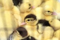 Gosling new born yellow is a group