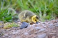 Canada Goose Gosling on the Rock 02 Royalty Free Stock Photo