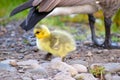 Canada Goose Gosling on the Rock 03 Royalty Free Stock Photo