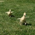 Gosling sprint