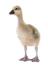 Gosling in studio Royalty Free Stock Photo