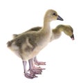 Gosling in studio Royalty Free Stock Photo