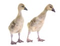 Gosling in studio Royalty Free Stock Photo