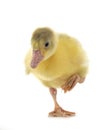 Gosling in studio Royalty Free Stock Photo