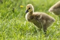 Gosling walks in grass at Manito Park. Royalty Free Stock Photo