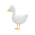 Gosling. Young, white with orange paws. Vector illustration.