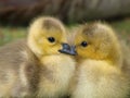 Goslings