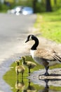 Goslings Royalty Free Stock Photo