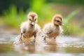 goslings caught in action shaking off water
