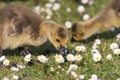 Goslings Eating Grass Royalty Free Stock Photo