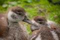 goslings of an Egyptian Goose, close up in the meadow naer the water Royalty Free Stock Photo