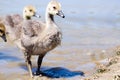 Goslings Exiting a Pond After a Swim Royalty Free Stock Photo