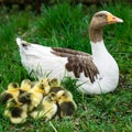 Goslings on grass Royalty Free Stock Photo