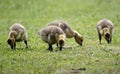 Goslings grubbing in the grass Royalty Free Stock Photo