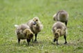 Goslings grubbing in the grass Royalty Free Stock Photo