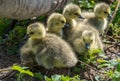 Goslings huddling together