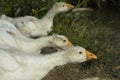 Goslings on pond. White birds. Goose farm. Rural life Royalty Free Stock Photo