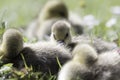 Goslings resting in the grass Royalty Free Stock Photo