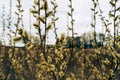 goslings of salix caprea