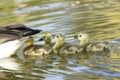 Goslings swim behind their mother
