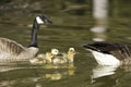 Goslings swim between parents