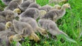 Goslings tweak the grass in yard