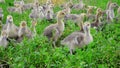 Goslings tweak the grass in yard