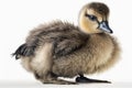 Lovely animal Gosling - a young goose.