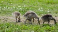 Goslings a week old and on the move 1b