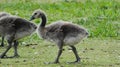 Goslings a week old and on the move 4b