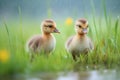 goslings with wet feathers by a dewy meadow