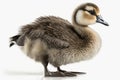 Lovely animal Gosling - a young goose