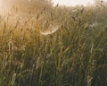 Gossamer in the grass in the morning sun. Royalty Free Stock Photo