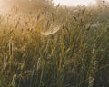 Gossamer in the grass in the morning sun.