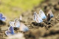 Gossamer-winged butterflies Royalty Free Stock Photo