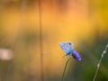 Gossamer Winged Butterfly