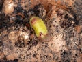 Gossamer-winged Butterfly Caterpillar